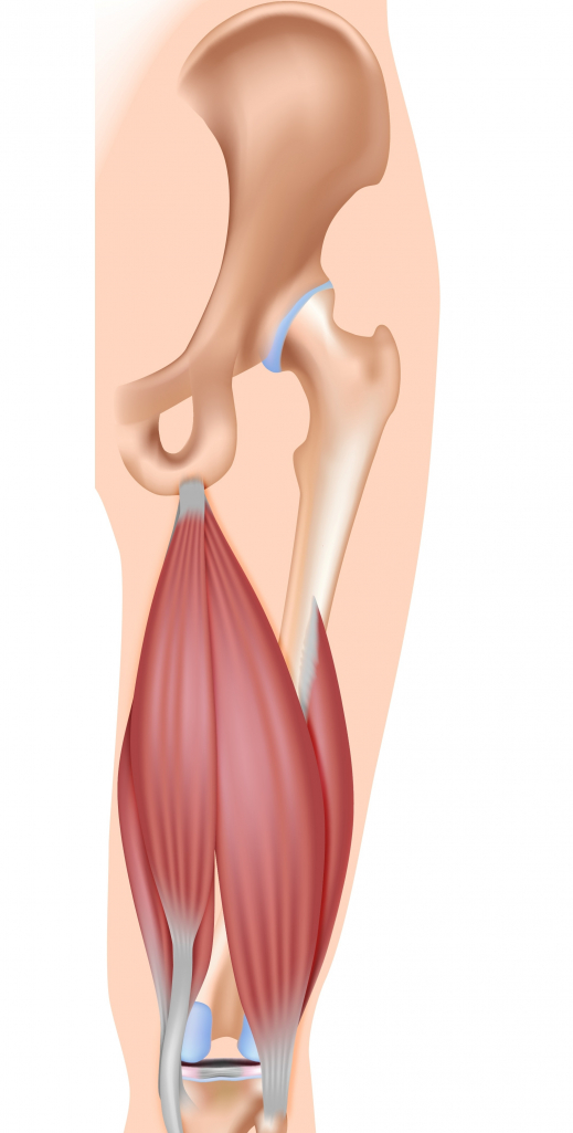 shutterstock_155445641_Hamstrings_linkes-Bild.JPG
